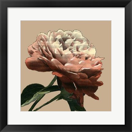 Framed Heirloom Rose I Print