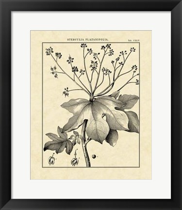 Framed Vintage Botanical Study I Print