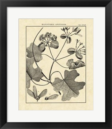 Framed Vintage Botanical Study II Print