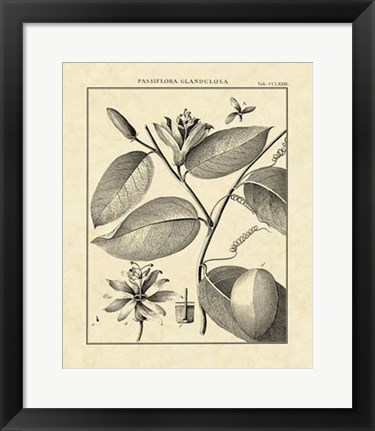 Framed Vintage Botanical Study III Print