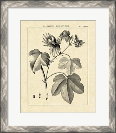 Framed Vintage Botanical Study IV Print