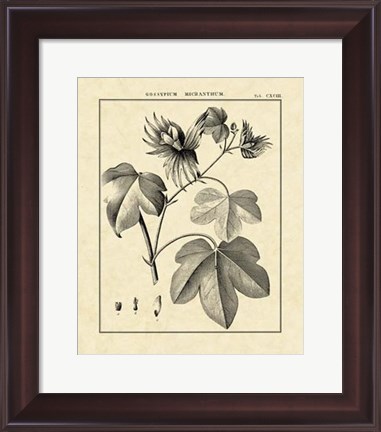 Framed Vintage Botanical Study IV Print