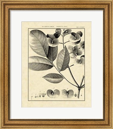 Framed Vintage Botanical Study V Print