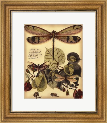 Framed Whimsical Dragonflies II Print