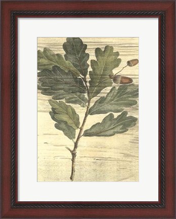 Framed Weathered Oak Leaves II Print