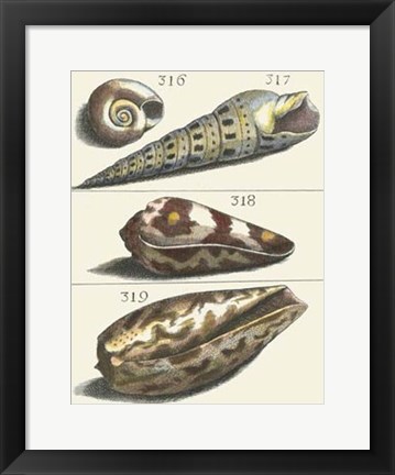 Framed Seashell Menagerie V Print