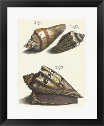 Framed Seashell Menagerie VI Print