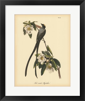 Framed Fork-tailed Flycatcher Print