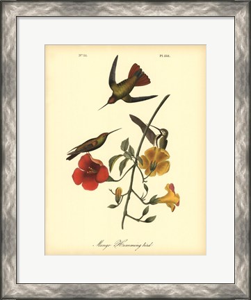 Framed Mango Hummingbird Print