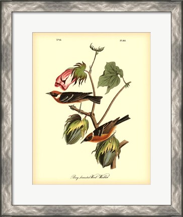 Framed Bay Breasted Wood-Warbler Print