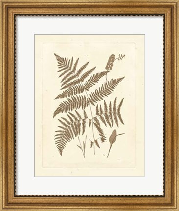 Framed Sepia Ferns I Print