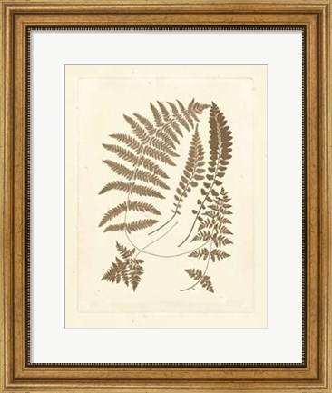 Framed Sepia Ferns II Print