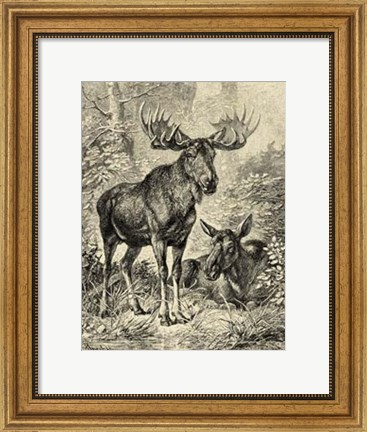 Framed Vintage Moose or Elk Print