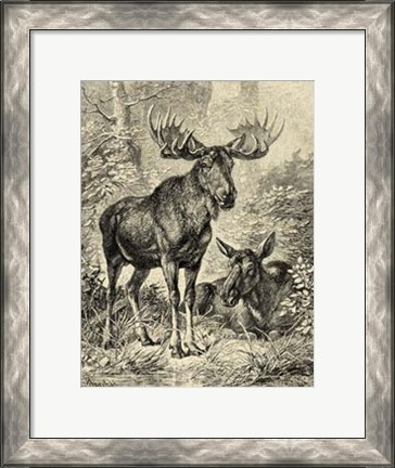 Framed Vintage Moose or Elk Print