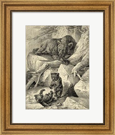 Framed Vintage Common Brown Bear Print