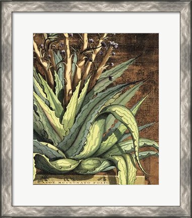 Framed Graphic Aloe I Print