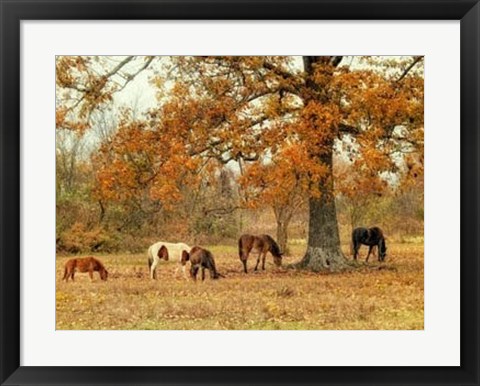 Framed Calmly Grazing Print