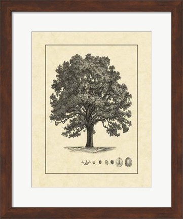 Framed Vintage Tree I Print