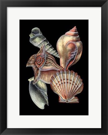 Framed Treasures of the Sea I Print