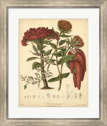 Framed Botanicals II Print