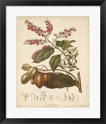 Framed Botanicals IV Print