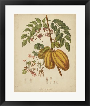 Framed Botanicals V Print