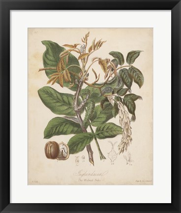 Framed Botanicals VI Print