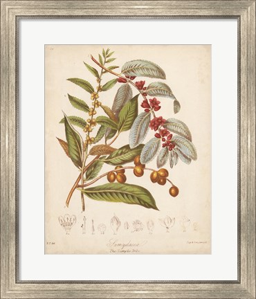 Framed Botanicals VIII Print