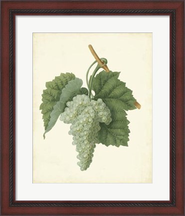 Framed Plantation Grapes II Print