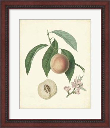 Framed Plantation Peaches I Print