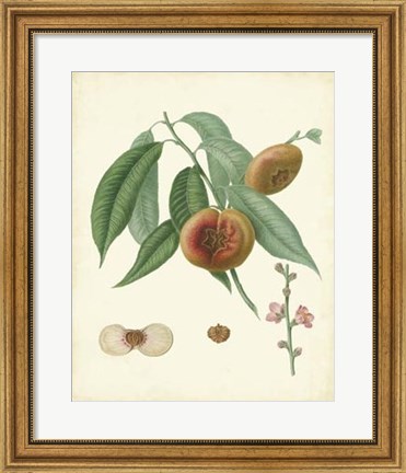 Framed Plantation Peaches II Print
