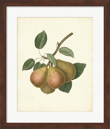 Framed Plantation Pears I Print