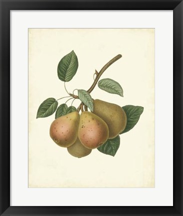 Framed Plantation Pears I Print