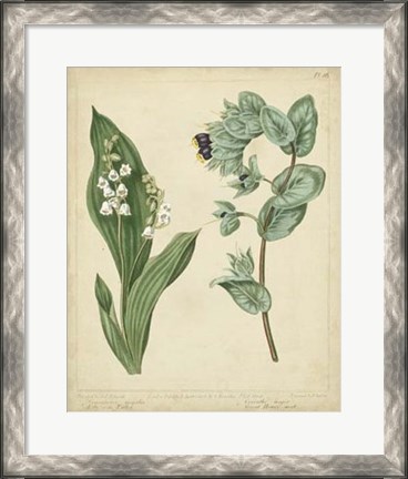 Framed Cottage Florals IV Print
