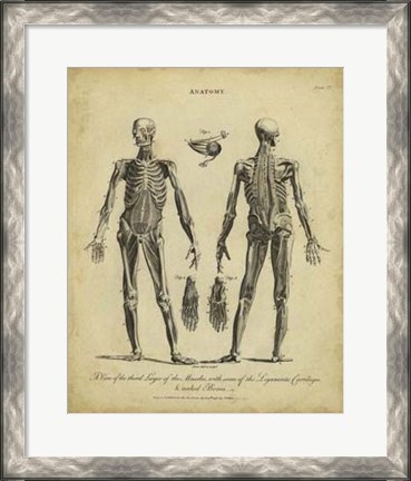 Framed Anatomy Study II Print