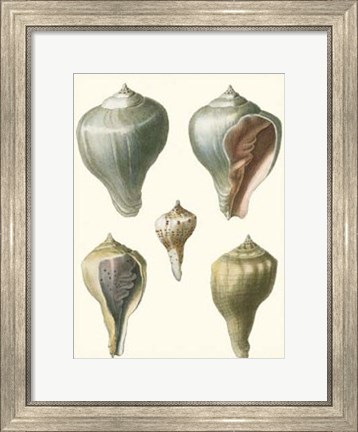 Framed Volute Shells, Pl.390 Print
