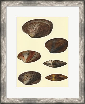 Framed Venus Shells, Pl.281 Print