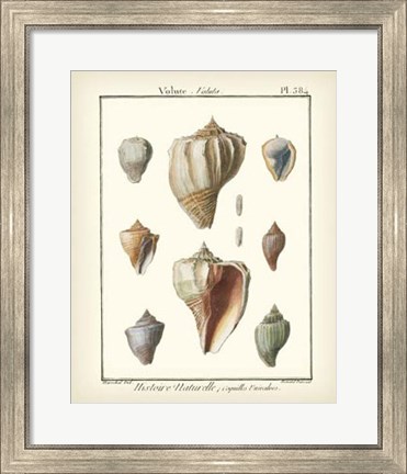 Framed Volute Shells, Pl.384 Print