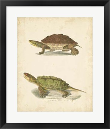Framed Turtle Duo II Print