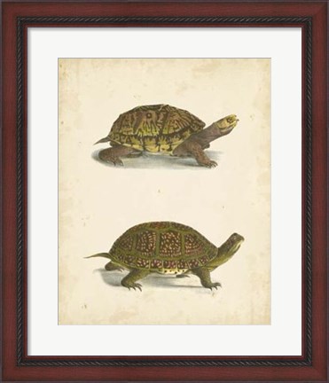 Framed Turtle Duo III Print