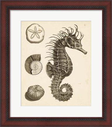 Framed Seahorse Study I Print