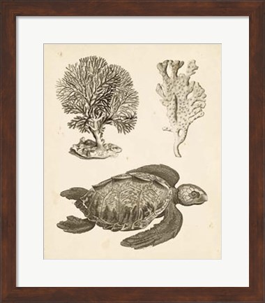 Framed Sea Turtle Study I Print