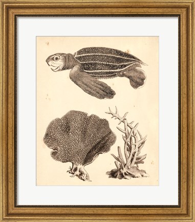 Framed Sea Turtle Study II Print