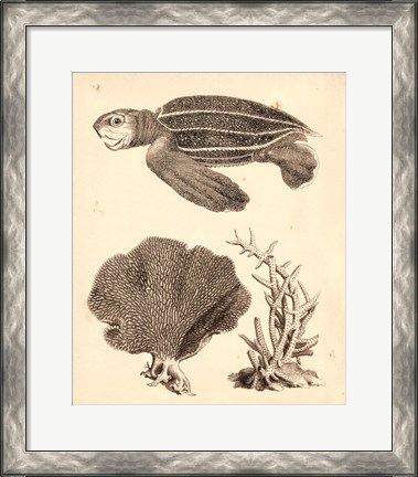 Framed Sea Turtle Study II Print