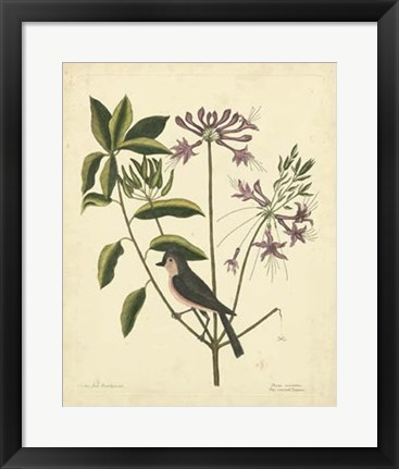 Framed Bird &amp; Botanical I Print