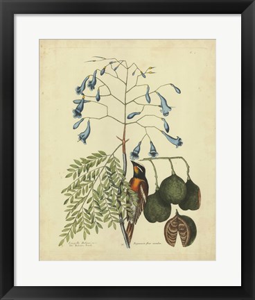 Framed Bird &amp; Botanical II Print