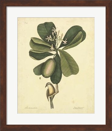 Framed Bird &amp; Botanical III Print