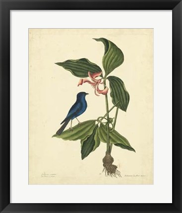 Framed Bird &amp; Botanical IV Print