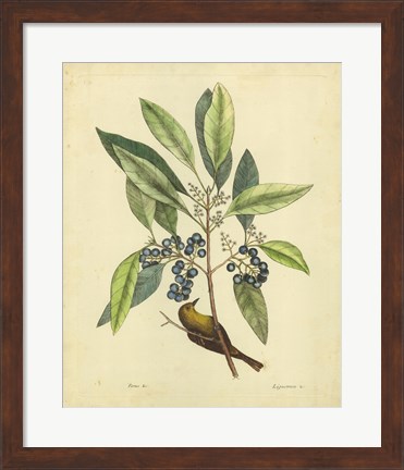 Framed Bird &amp; Botanical V Print