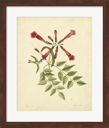 Framed Bird &amp; Botanical VI Print